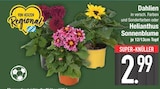 Aktuelle Pflanzen Angebote bei EDEKA in Ingolstadt Aktuelles Dahlien Angebot bei EDEKA in Ingolstadt ab 2,99 €