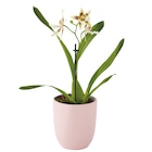 Promo Orchidée mix à 8,99 € dans le catalogue Gamm vert à Loudun