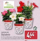 Dipladenie von Deutsche Gärtnerware für 4,44 € bei ALDI Nord im Angebot Dipladenie von Deutsche Gärtnerware im aktuellen ALDI Nord Prospekt