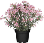 Oleander Busch bei Globus-Baumarkt im Prospekt "" für 16,99 €