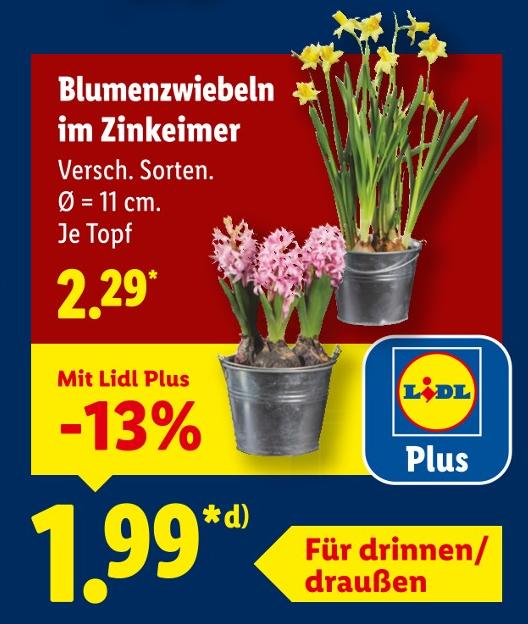 Blumenzwiebeln im Zinkeimer