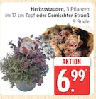 Herbststauden oder Gemischter Strauß im Angebot bei Marktkauf in Buxtehude Herbststauden oder Gemischter Strauß Angebote bei Marktkauf Buxtehude für 6,99 €