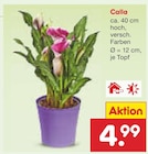 Aktuelle Pflanzen Angebote bei Netto Marken-Discount in Wiesbaden Aktuelles Calla Angebot bei Netto Marken-Discount in Wiesbaden ab 4,99 €
