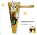 Schmetterlingsorchidee Angebote bei EDEKA Mannheim für 9,99 €