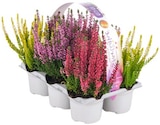 Aktuelles Besenheide »Beauty Ladies Starlight« Angebot bei REWE in Kassel ab 6,99 €