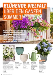 Hortensie Angebot & Preis im aktuellen OBI Prospekt Hortensie Angebot im aktuellen OBI Prospekt auf Seite 4