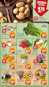 Pflanzen im REWE Prospekt "Dein Markt" mit 16 Seiten (Freiburg (Breisgau))
