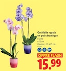 Orchidée royale en pot céramique - Lidl à Rueil-Malmaison Orchidée royale en pot céramique en promo chez Lidl Rueil-Malmaison à 15,99 €
