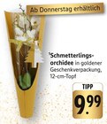 Aktuelle Pflanzen Angebote bei E center in Heilbronn Aktuelles Schmetterlingsorchidee Angebot bei E center in Heilbronn ab 9,99 €