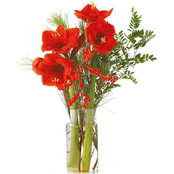 Weihnachtlicher Amaryllis Strauß