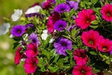 Collection de Calibrachoa dans le catalogue Jardiland