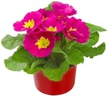 Primel für 0,99 € bei Kaufland im Angebot Primel im aktuellen Kaufland Prospekt