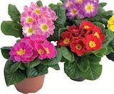 Zimmermann Sehnde Prospekt mit  im Angebot für 0,99 €