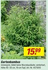 Gartenbambus bei toom Baumarkt im Oschersleben Prospekt für 15,99 €