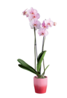 Orchidée royale en pot céramique en promo chez Lidl Montauban à 16,99 €