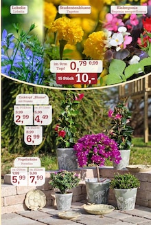 Blumentopf im Garten-Center Nordharz GmbH & Co. KG Prospekt "Wo Farben wachsen und Freude blüht!" mit 16 Seiten (Hildesheim)