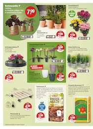 V-Markt Garten im Prospekt 