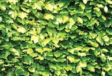 Rotbuche im Angebot bei Dehner Garten-Center in Nürnberg Rotbuche Angebote bei Dehner Garten-Center Nürnberg für 9,99 €