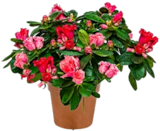 Rhododendron XL im Angebot bei Kaufland in Dresden Rhododendron XL Angebote bei Kaufland Dresden für 9,99 €