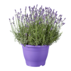 Lavendel XXL Angebote bei Lidl Gelsenkirchen für 6,99 €