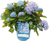Aktuelle Hortensie Angebote bei Globus-Baumarkt in Dortmund Aktuelles Endless Summer Angebot bei Globus-Baumarkt in Dortmund ab 29,99 €
