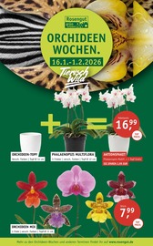 Aktueller ROSENGUT Langerwisch Prospekt mit Garten, "ORCHIDEEN-WOCHEN.", Seite 1