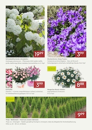 Lebensbaum Angebot im aktuellen Pflanzen Kölle Prospekt auf Seite 2