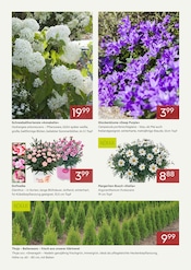 Aktueller Pflanzen Kölle Prospekt mit Zimmerpflanzen, "BLÜHENDE ANGEBOTE im April", Seite 2
