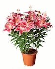 Lys oriental dans le catalogue Lidl