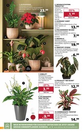 Zimmerpflanzen im Dehner Garten-Center Prospekt Zimmerpflanzen im Dehner Garten-Center Prospekt "AKTUELLE ANGEBOTE" auf Seite 8