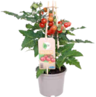 Gourmet-Gemüsepflanzen 'Pick and Joy' von GROW by OBI im aktuellen OBI Prospekt für 11,99 €