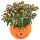 Halloween-Pflanzen im Kaufland Prospekt Halloween-Pflanzen im aktuellen Kaufland Prospekt für 2,22 €