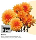 Dahlien im Hagebaumarkt Prospekt Dahlien im aktuellen Hagebaumarkt Prospekt für 7,99 €
