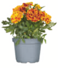 Beet- und Balkonblumen im Angebot bei toom Baumarkt in Göppingen Beet- und Balkonblumen Angebote bei toom Baumarkt Göppingen für 1,29 €