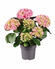 Aktuelles Ballhortensie Angebot bei Lidl in Kassel ab 5,99 €