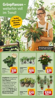 Palme im REWE Prospekt "Dein Markt" mit 34 Seiten (Bielefeld)