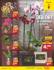 Aktueller Netto Marken-Discount Prospekt mit Farbe, "Aktuelle Angebote", Seite 25