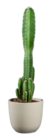 Cactus du désert dans le catalogue Lidl