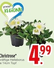 Christrose  im aktuellen EDEKA Prospekt für 4,99 €