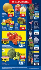 Aktueller Lidl Prospekt mit Zimmerpflanzen, "LIDL LOHNT SICH", Seite 3