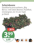 Scheinbeere im aktuellen V-Markt Prospekt für 3,99 €