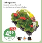 Eisbegonien von  im aktuellen V-Markt Prospekt für 4,99 €