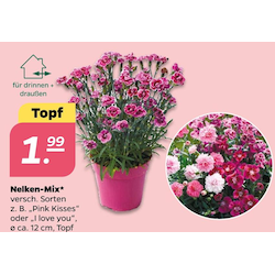 Nelken-Mix
