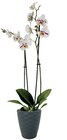 Orchidée en pot céramique en promo chez Lidl Saint-Nazaire à 12,99 €