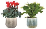 Mixte plantes fleuries et bulbes dans le catalogue U Express