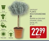 Plante méditerranéenne - Gardenline en promo à 22,99 € chez Aldi Plante méditerranéenne - Gardenline dans le catalogue Aldi