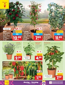 Paprika im Netto Marken-Discount Prospekt "Aktuelle Angebote" mit 63 Seiten (Paderborn)
