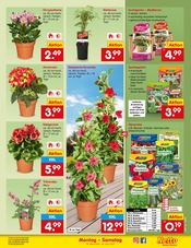 Balkonpflanzen im Netto Marken-Discount Prospekt in Kaufbeuren Aktueller Netto Marken-Discount Prospekt mit Balkonpflanzen, "Aktuelle Angebote", Seite 29
