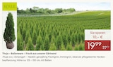 Thuja occ. »Smaragd« von Kölle für 19,99 € bei Pflanzen Kölle im Angebot Thuja occ. »Smaragd« von Kölle im aktuellen Pflanzen Kölle Prospekt