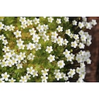 Plante fleurie dans le catalogue Carrefour